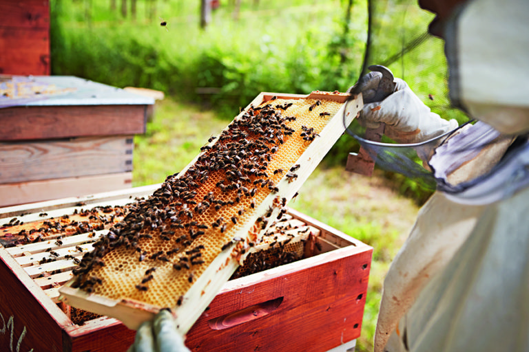 Co dělá včelař?
